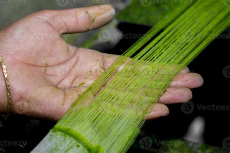 Fiber Is Being Made From The Pineapple Tree Leaves A Hand And Unwashed