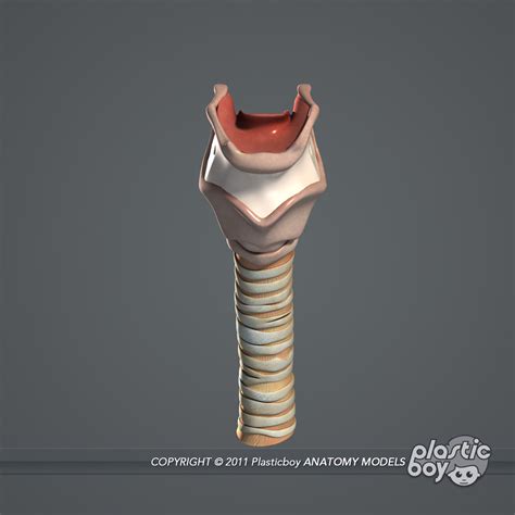 Larynx Anatomy 3d