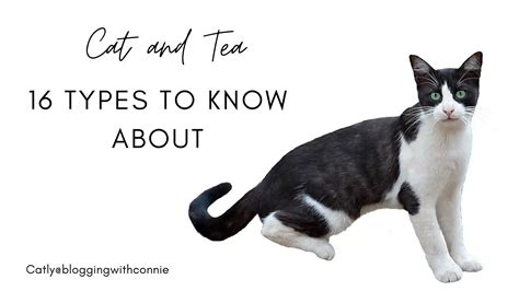 Can Cats Drink Tea Is Tea Bad For Cats 16 Types To Know About