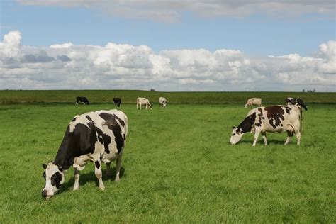 Mastering Dairy Production Meet The Top 10 Dairy Farms In The World