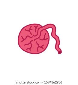 Placenta Doodle Icon Vector Illustration Stock Vector Royalty Free