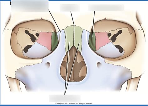 LACRIMAL BONES Diagram | Quizlet