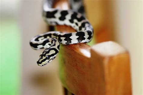 Carpet Python Size (How Big Do They Get?) - ReptileHow.com