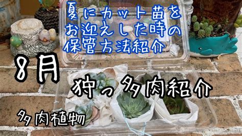 8月の狩っ多肉紹介and夏にカット苗をお迎えした時の保管方法紹介します。 Youtube