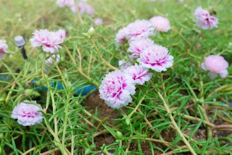 Purslane Vs Portulaca Whats The Difference