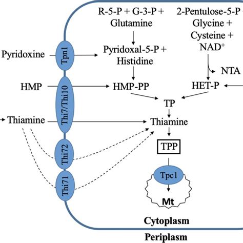 Thiamine Biosynthesis And Uptake In Yeast G P Glyceraldehyde