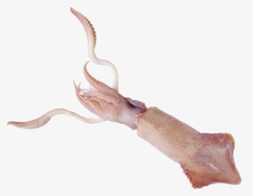 Squid Png Clipart - Кальмар На Белом Фоне, Transparent Png - kindpng