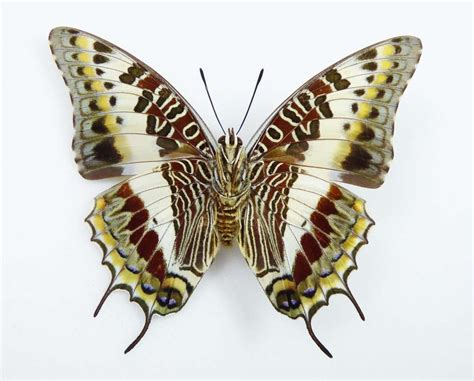 Charaxes Castor Ssp Flavifasciatus Female AUREUS Butterflies Insects