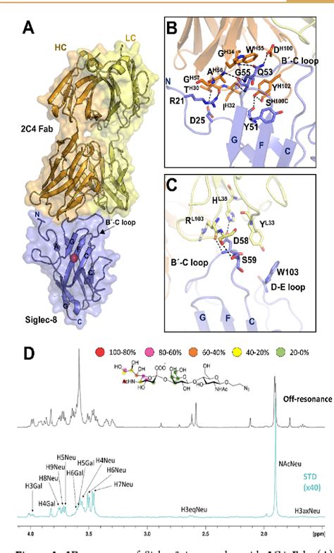 Figure From Structures Of The Inhibitory Receptor Siglec In Complex