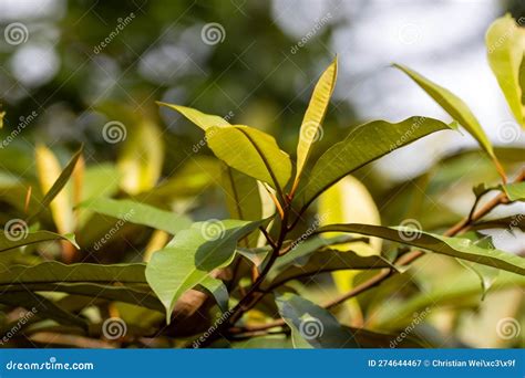 Leaves of Gutta Percha, Palaquium Gutta Stock Image - Image of percha ...