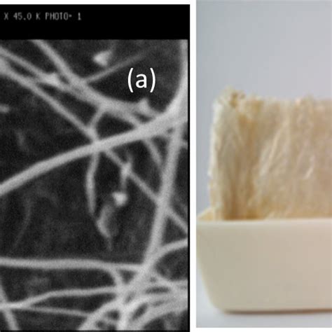 a FESEM image of BC nano fiber aerogel, (b) BC aerogel | Download Scientific Diagram