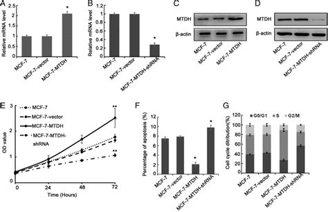 Effect Of Metadherin Mtdh Expression In Mcf Breast Cancer Cells A