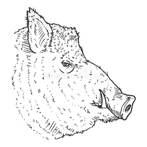 Vector Sketch Wild Boars Head Illustration Stock Vector Illustration