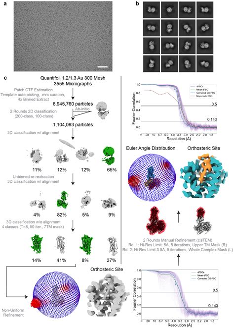 Selective G Protein Signaling Driven By Substance P Neurokinin Receptor