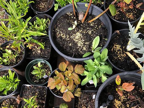 Hilltop Tacoma Plant Sale | Gallucci Learning Garden