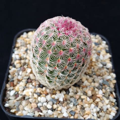 Originating In Mexico This Gorgeous Cactus Has Very Short Reddish