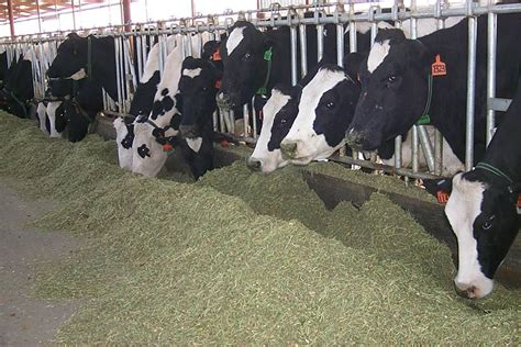 Growing Dairy Industry Mindful Of Water Use AgriLife Today