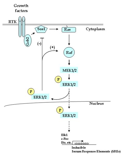 The Ras Erk Mapk Pathway Activation Of The Ras Erk Cascade Is