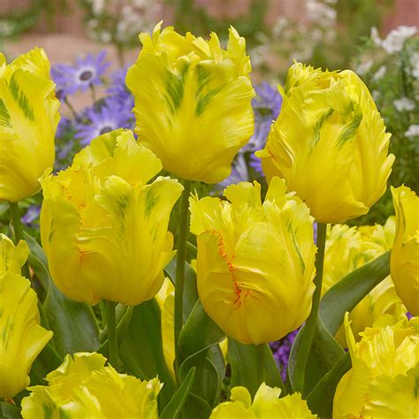 Buy Collection of Yellow Tulips at jparkers.co.uk