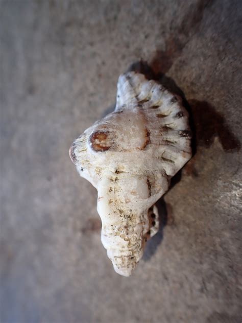 Gold Mouthed Triton Snail From Tulamben Kubu Karangasem Regency Bali