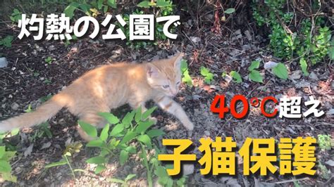 炎天下で鳴いていた子猫を家に連れて帰りました。捨て猫 子猫のいる生活 保護猫 Youtube