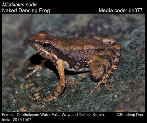 Micrixalus Nudis Pillai Naked Dancing Frog Amphibians
