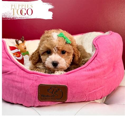 Maltipoo Puppies For Sale Puppies To Go