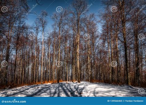 A Group Of Naked Trees In Winter Stock Image Image Of Naked Branches