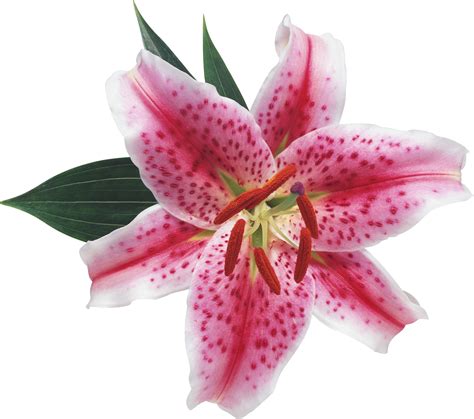 Lilium Png