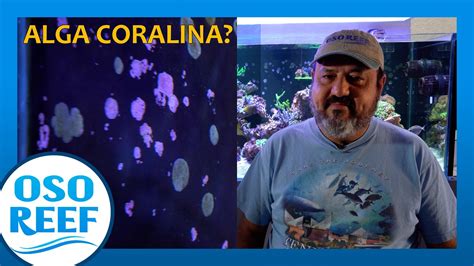 Descubre Todo Sobre La Belleza Y Resistencia De La Coralina Alg Gu A