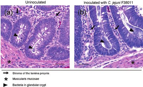 Deep Caecal Glands From An Uninoculated A And C Jejuni Download