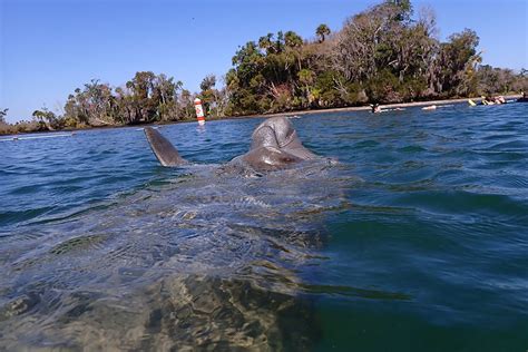 Manatees Habitat