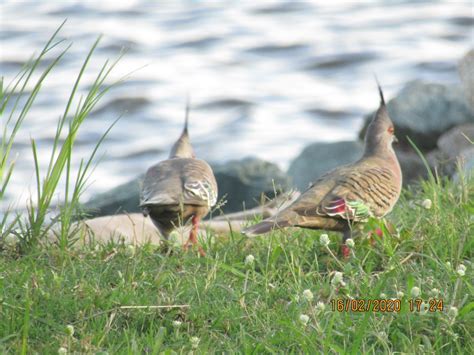 Ebird Checklist 16 Feb 2020 Nudgee Beach Dog Park Nudgee Brisbane