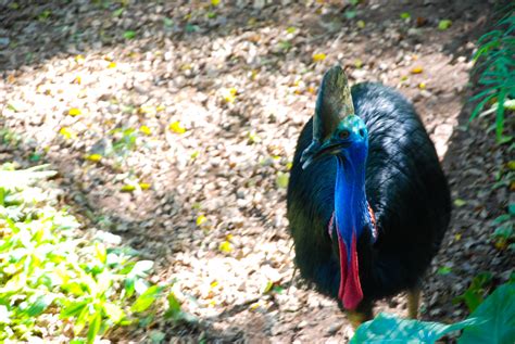 Zoo 6 Burung Kasawari Shahreen Amri Flickr