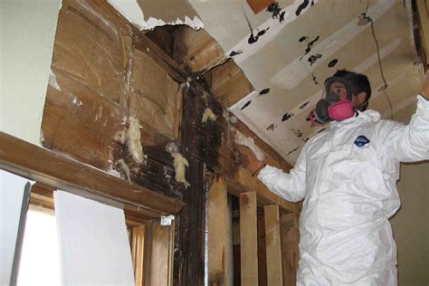 What Is Mold Remediation MoldGone Net