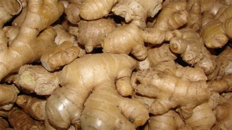 Ginger - The Super Spice with Amazing Health Benefits - Wise Gardening