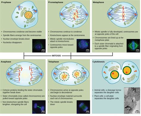 Background Mitosis And Meiosis Biology College Biology I Lab