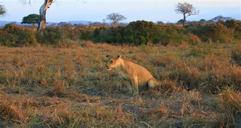 Days Tanzania Camping Safari Meijo Safaris