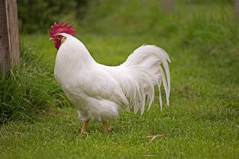 White Leghorn Chicken Breed Guide