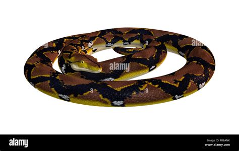 Reticulated Python Or Python Reticulatus A Species Of Python Found In