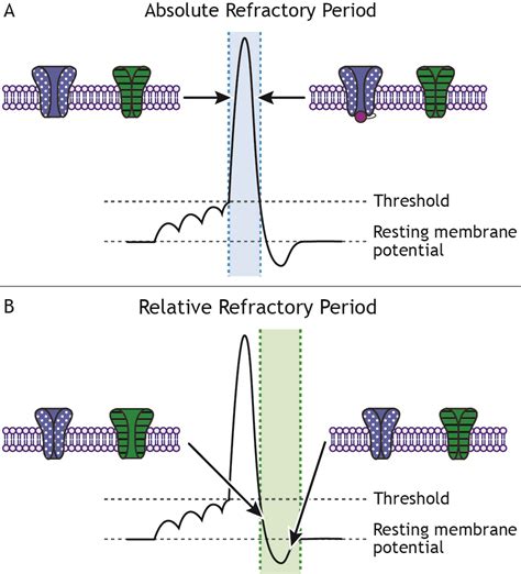 Action Potential Graph Refractory Period