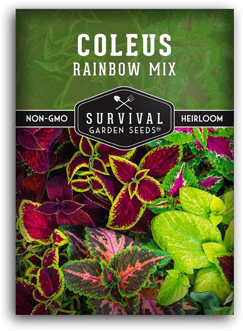 Rainbow Mix Coleus Seed For Planting 1 Packet With