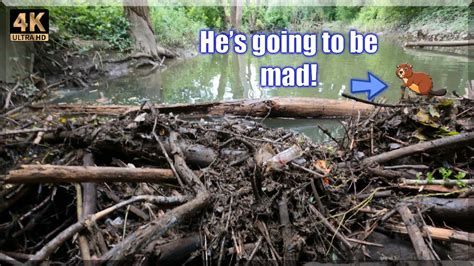 Unclogging The Hudson River Culvert By Removing A Huge Beaver Dam Youtube