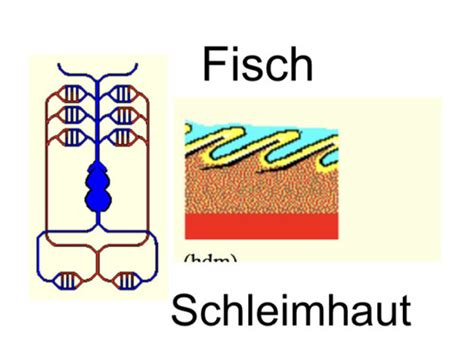 Bio Tiere Karteikarten Quizlet