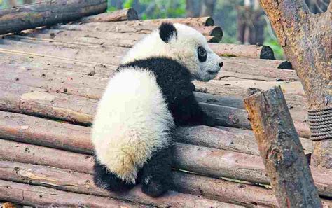 15 Fun Panda Facts For Kids To Discover And Learn