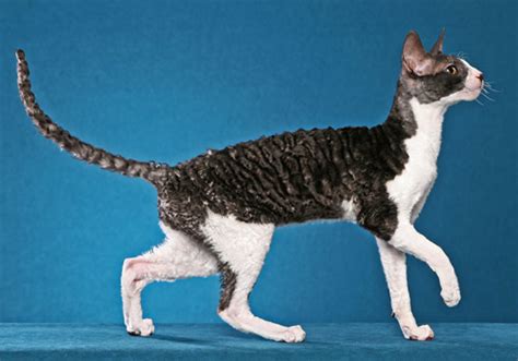 Meet The Cornish Rex A Lively And Intelligent Companion Way Of Cats