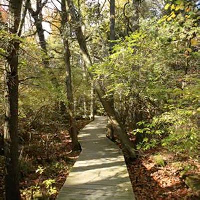 Atlantic White Cedar Swamp Trail Cape Cod LIFE