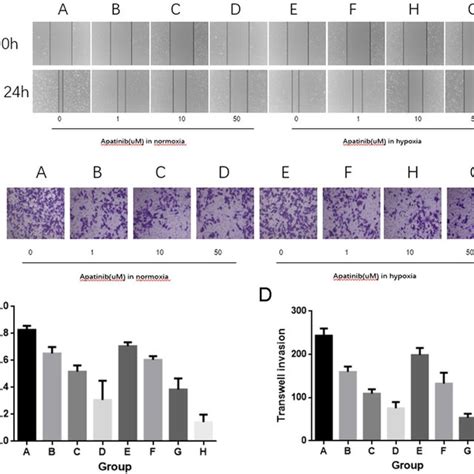 Apatinib Inhibited The Migration And Invasion Of Huvecs A C Cell