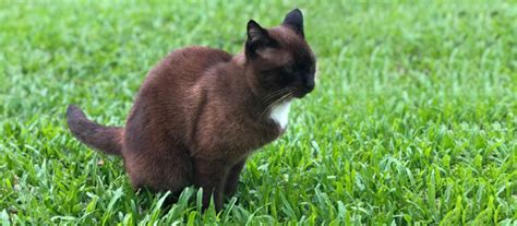 Katzenverdauung Häufigkeit des Stuhlgangs Durchfall und Tipps für