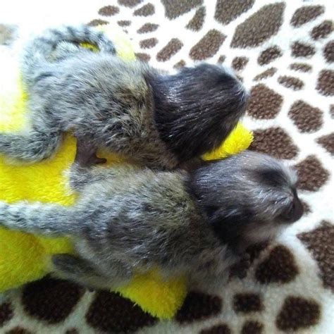 Beautiful Marmoset Monkeys Available Medium